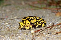 /album/aves-e-animais-que-podem-ser-observados-na-trofa/a034-jpg/