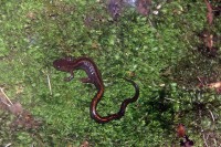 /album/aves-e-animais-que-podem-ser-observados-na-trofa/img-3023-jpg/