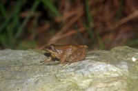 /album/aves-e-animais-que-podem-ser-observados-na-trofa/img-2970-jpg/