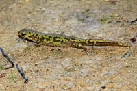 /album/aves-e-animais-que-podem-ser-observados-na-trofa/a067-jpg/