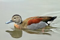 /album/animais-que-podem-ser-observados-de-outras-localidades/a067-jpg1/