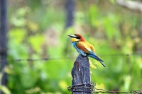 /album/animais-que-podem-ser-observados-de-outras-localidades/a011-jpg2/