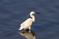 /album/animais-que-podem-ser-observados-de-outras-localidades/a058-jpg1/