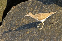 /album/animais-que-podem-ser-observados-de-outras-localidades/a001-jpg/