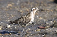 /album/animais-que-podem-ser-observados-de-outras-localidades/a042-jpg/