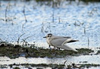 /album/animais-que-podem-ser-observados-de-outras-localidades/a002-jpg4/