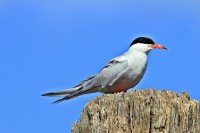 /album/animais-que-podem-ser-observados-de-outras-localidades/a076-jpg/