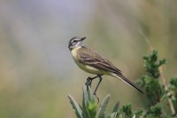/album/animais-que-podem-ser-observados-de-outras-localidades/a047-jpg3/