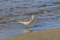 /album/animais-que-podem-ser-observados-de-outras-localidades/a184-jpg/
