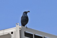 /album/animais-que-podem-ser-observados-de-outras-localidades/a086-jpg1/