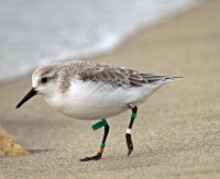 /album/animais-que-podem-ser-observados-de-outras-localidades/a123-jpg1/