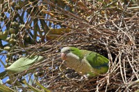 /album/animais-que-podem-ser-observados-de-outras-localidades/img-8944-jpg/