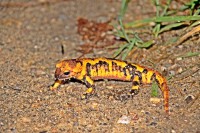 /album/aves-e-animais-que-podem-ser-observados-na-trofa/a032-jpg1/