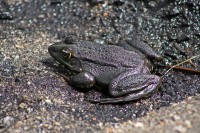 /album/aves-e-animais-que-podem-ser-observados-na-trofa/a045-jpg4/