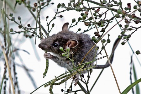 Rato-do-campo ( Apodemus sylvaticus )