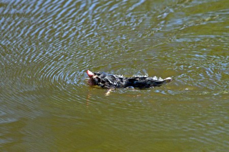 Toupeira-comum (Talpa europaea)