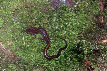 Salamandra-lusitânica (Chioglossa lusitanica)