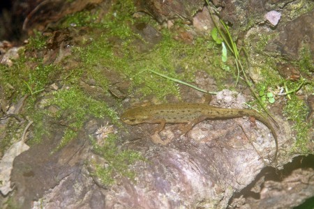 Tritão-de-ventre-laranja(Triturus boscai )