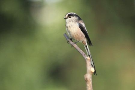 Chapim-rabilongo(Aegithalos caudatus)