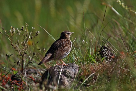 Cotovia pequena-Lullula arborea