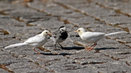 Alvéola-branca(Motacilla alba)