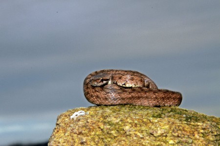 Cobra-lisa-meridional (Coronella girondica)