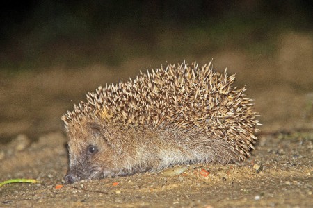 Ouriço-cacheiro(Erinaceus europaeus)