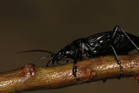Carocha // Beetle (Carabus rugosus subsp. celtibericus)