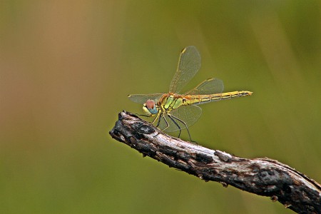 Libelinha(sympetrum-fonscolombii)