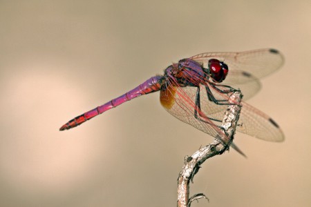 Libelula - Trithemis annulata 