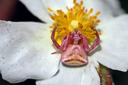 Aranha carangueijo(Thomisus onustus)
