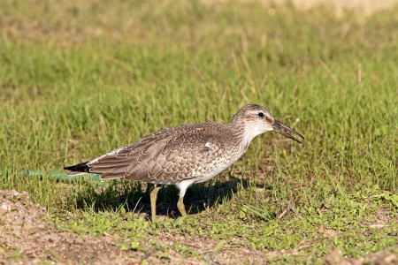 Seixoeira(Calidris canutus)