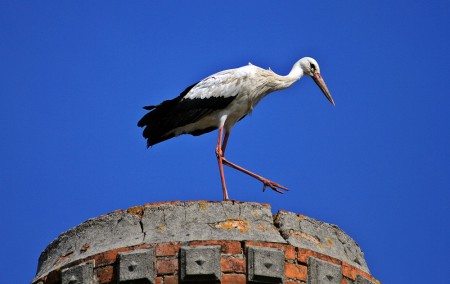 Cegonha-Branca(Ciconia ciconia)