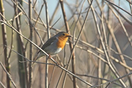 Pisco-de-peito-ruivo Erithacus rubecula