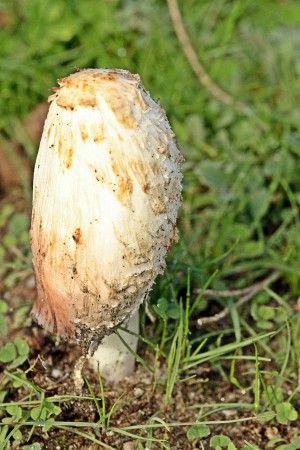 Cogumelo(Coprinus-camatus) ou também conhecido por, cprino cabeludo,gota-de-tinta.