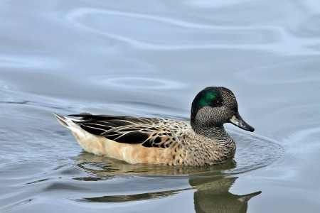 Piadeira-Americana(Anas americana)