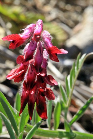 Ervilheira silvestre.