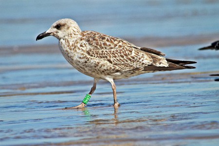 Gaivota-d'asa-escura(Larus fuscus) Migrou da galiza para Portugal,esta foto foi tirada em Azurara-Vila-do Conde Portugal