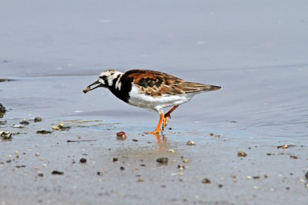 Rola-do-mar(Arenaria interpres)