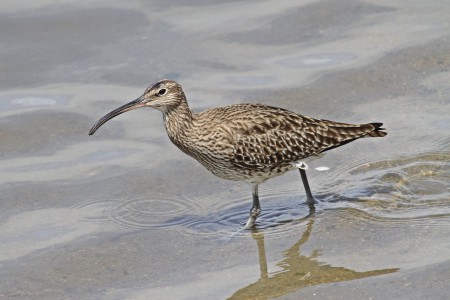 Maçarico-galego(Numenius phaeopus)
