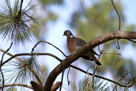 Pombo-torcaz(Columba palumbus)
