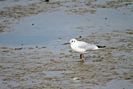 Guincho-comumLarus ridibundus) ave á espera de confimaçaõ de origem.(