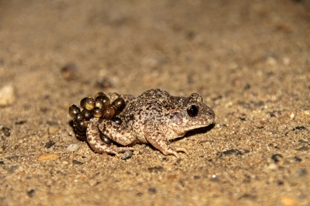 sapo-parteiro-ibérico (Alytes cisternasii)