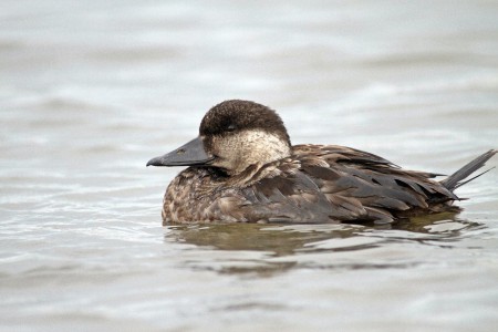 Pato-preto-ou Negrola(Melanitta nigra)