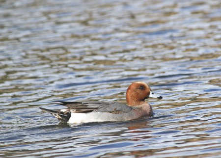 Piadeira(Anas penelope)