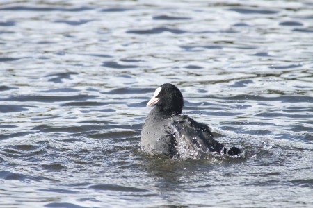 Galeirão-comum(Fulica atra)
