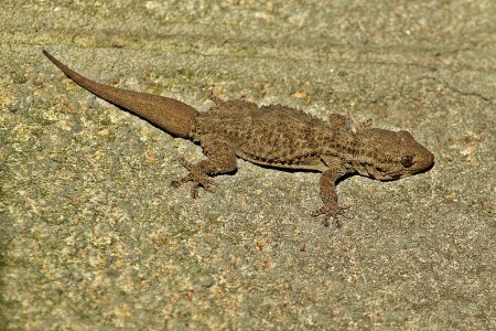 osga-comum (Tarentola mauritanica)O