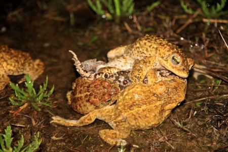 Sapo-corredor (Bufo calamita), ( a acasalar.