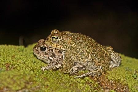 Sapo-corredor (Bufo calamita),  a acasalar.