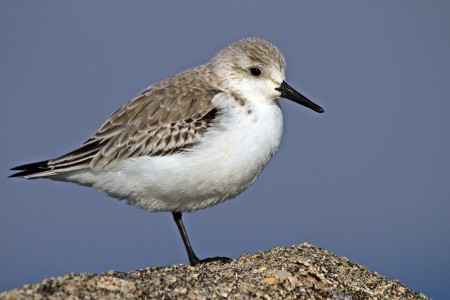 Pilrito-das-praias(Calidris alba)